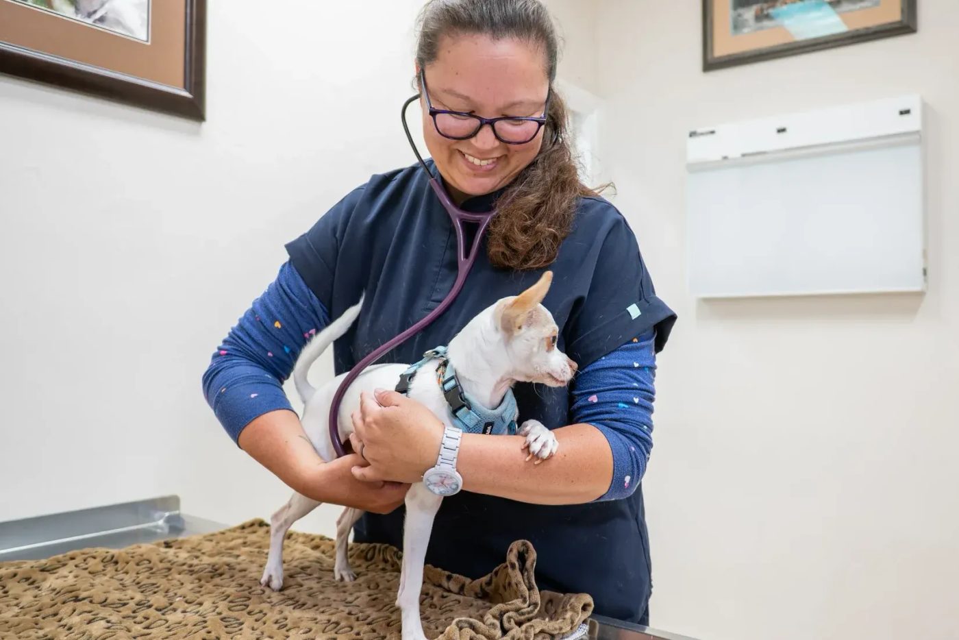 Veterinarian examining small white dog on exam table in clinic